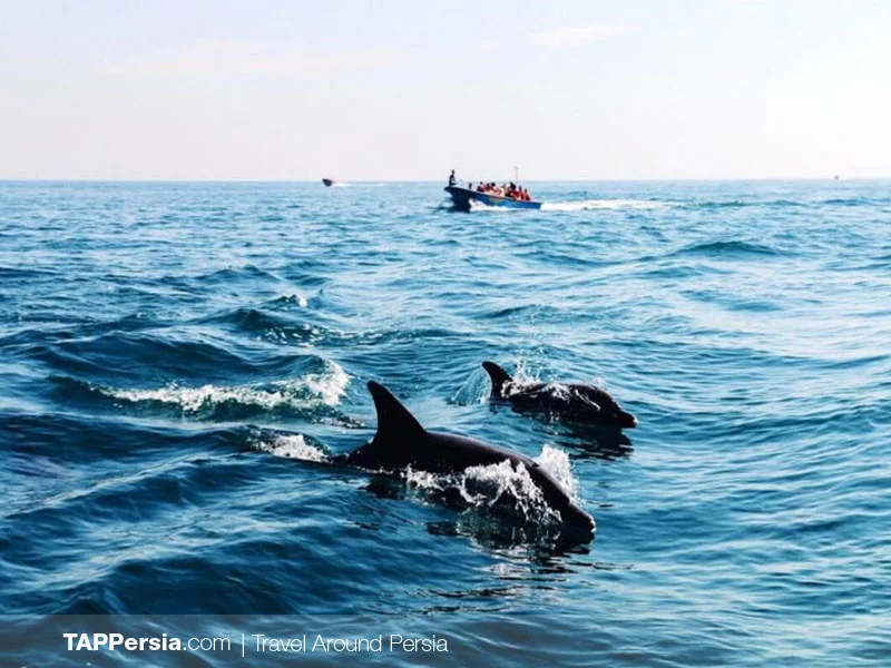 Top 10 Attractions In Qeshm Island - Qeshm Dolphins
