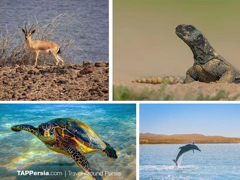 Top 10 Attractions In Qeshm Island - Wildlife
