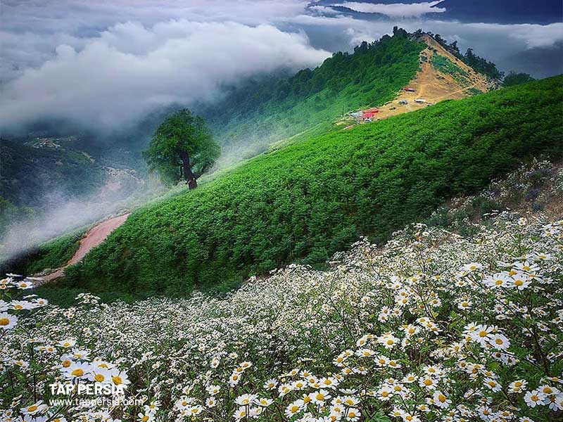 Masal