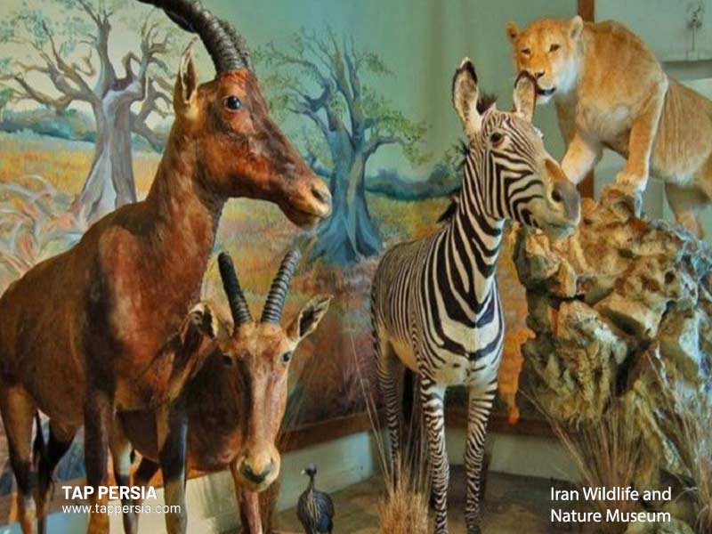 Iran Wildlife and Nature Museum - Tehran - Iran