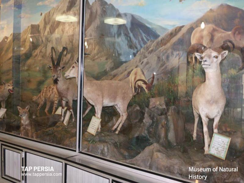 Kermanshah Museum of Natural History - Iran