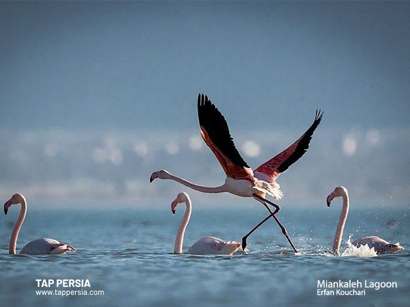 Miankaleh Lagoon - Mazandaran - Iran
