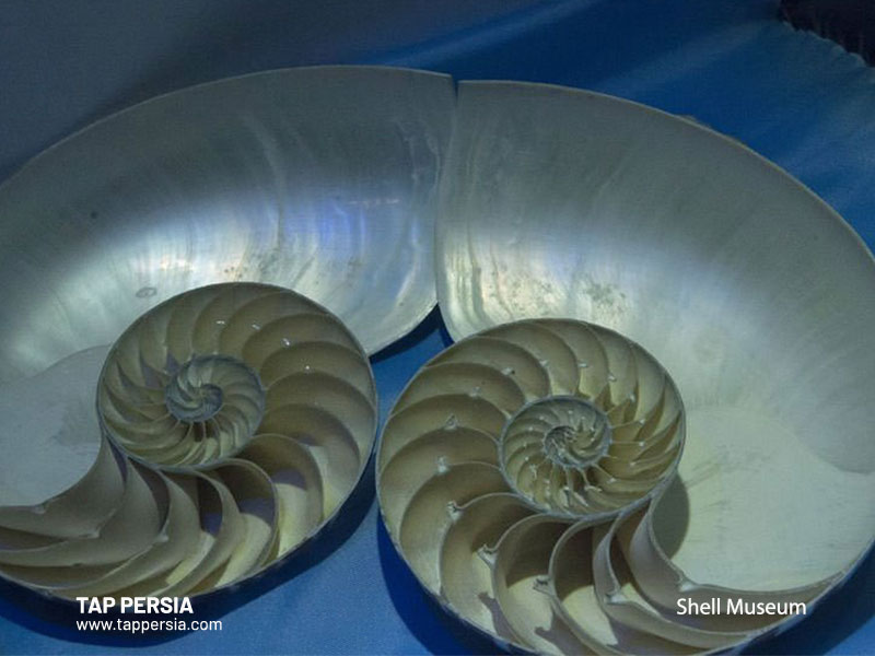 Shell Museum - Isfahan - Iran