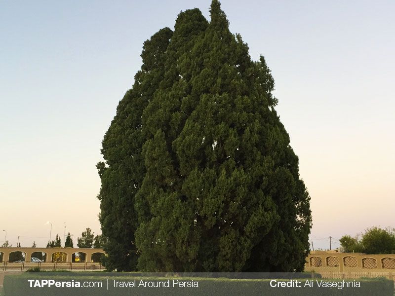 The Ancient Cypress Tree of Abarkouh